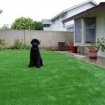 Synthetic Lawn Pet Turf Bonita, Top Rated Artificial Grass Installation for Dogs