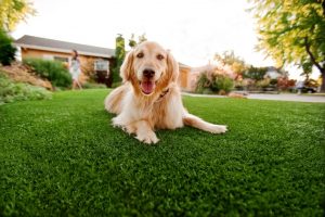 Synthetic Grass For Dogs Bonita, Artificial Lawn Dog Run Installation