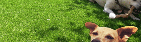 ▷7 Pet Care Challenges That Are Solved By Artificial Pet Turf In Bonita