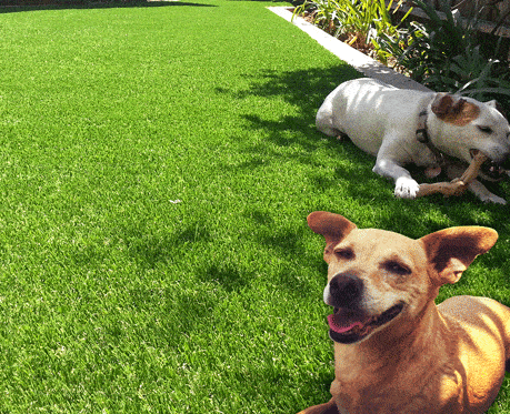 7 Pet Care Challenges That Are Solved By Artificial Pet Turf In Bonita