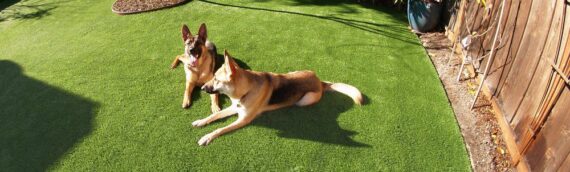 ▷How To Install Artificial Turf For A Dog Run In Bonita?