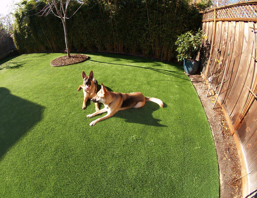 How To Install Artificial Turf For A Dog Run In Bonita?