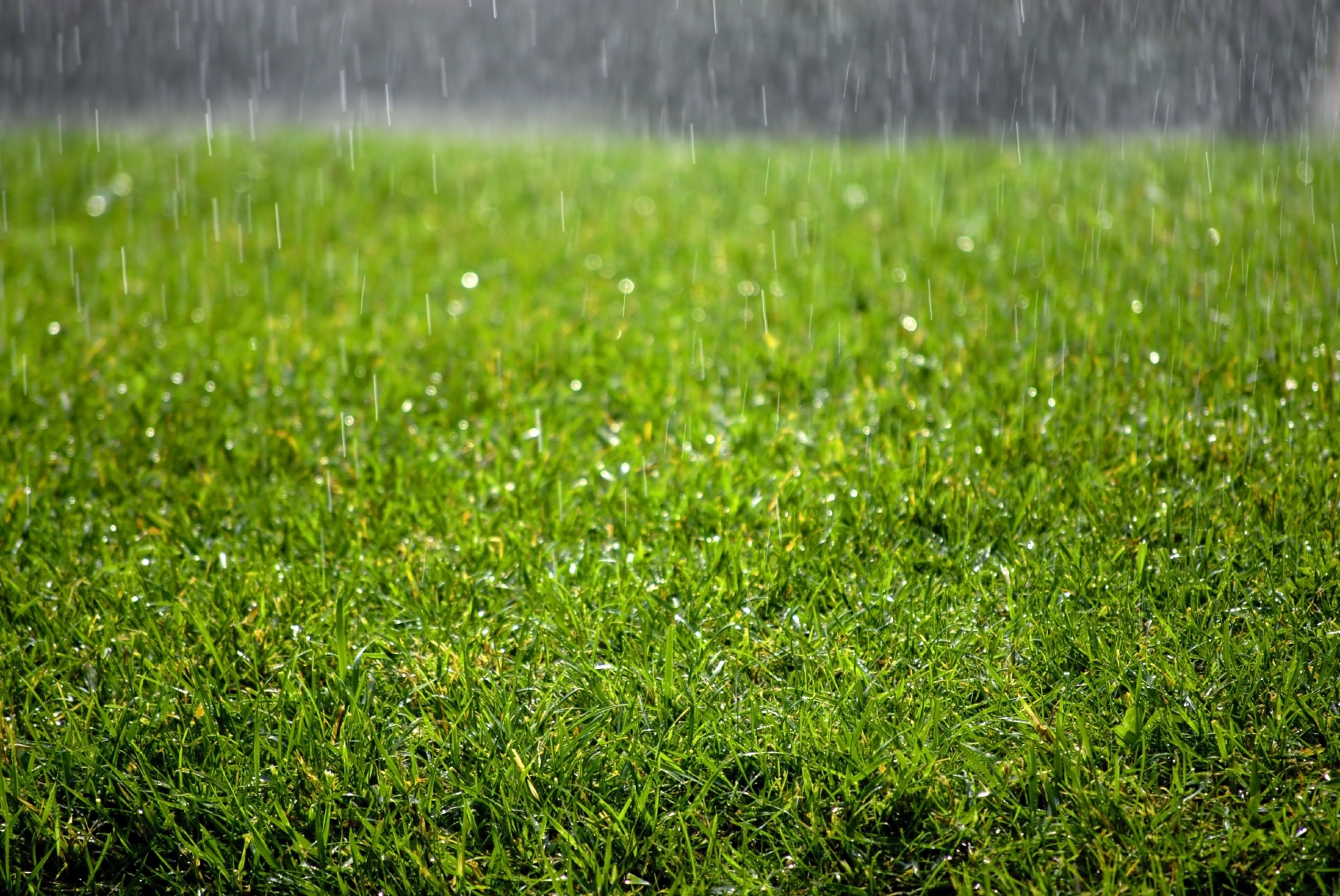 5 Reasons That Artificial Grass Is Suitable For Areas With Heavy Rainfall In Bonita