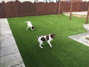 5 Reasons That Artificial Grass Is Safe For Pets And Children In Bonita