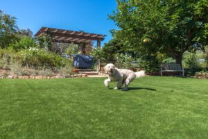 5 Tips To Clean Your Pet Turf In Bonita