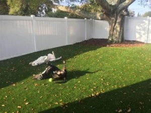 5 Tips To Clean Your Pet Turf In Bonita